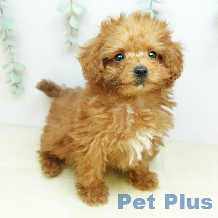 トイ・プードルの写真2