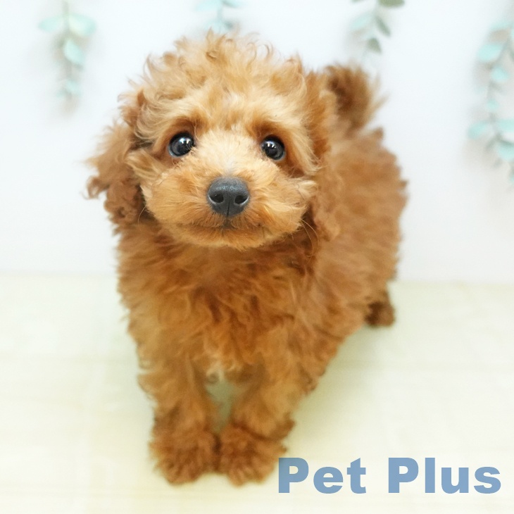 トイ・プードル