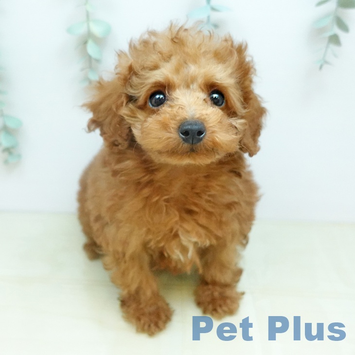 トイ・プードル