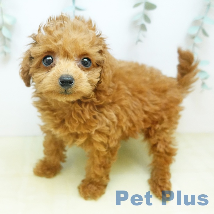 トイ・プードルの写真2