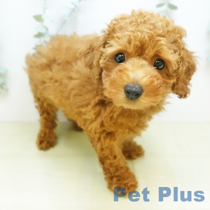 トイ・プードルの写真2