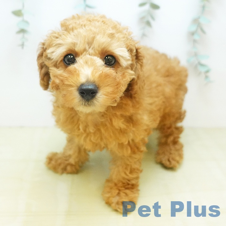 トイ・プードル