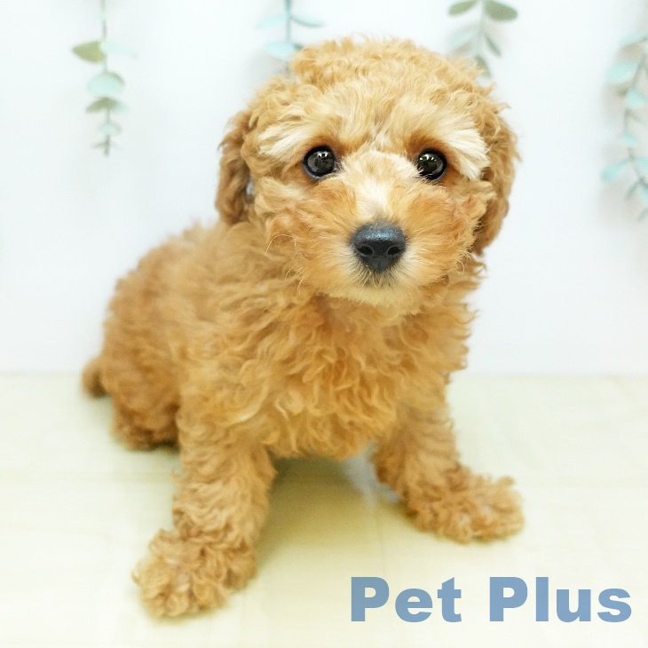 トイ・プードル