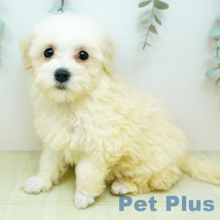 トイ・プードル