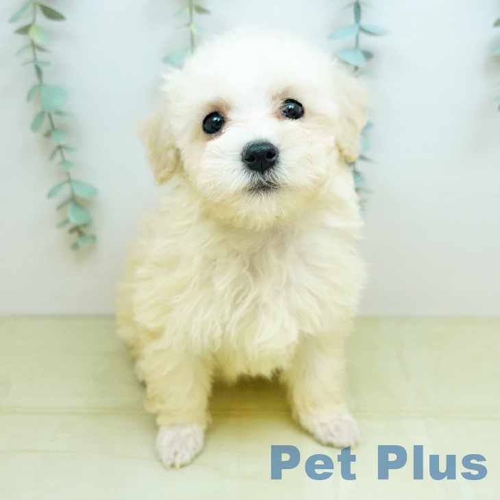 トイ・プードルの写真2