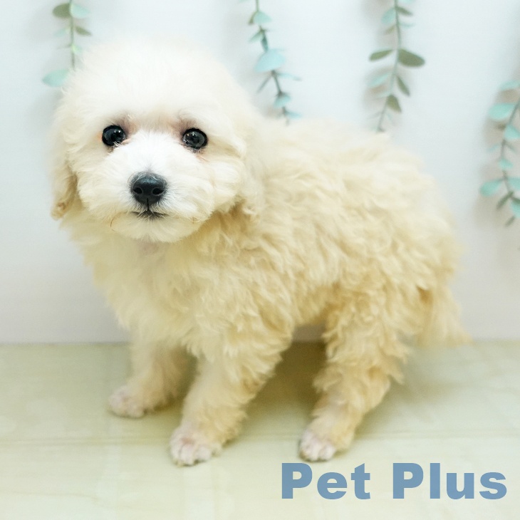 トイ・プードル