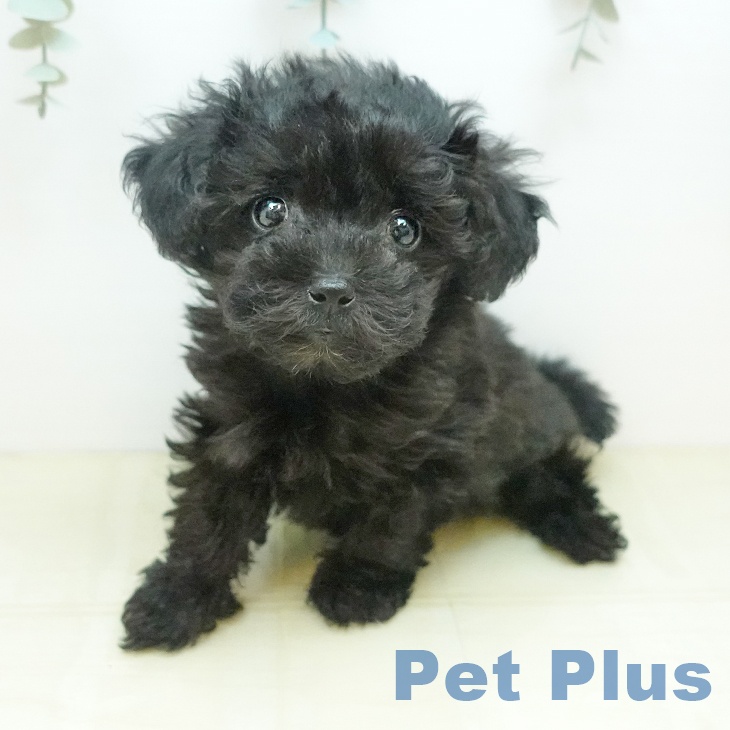 トイ・プードル