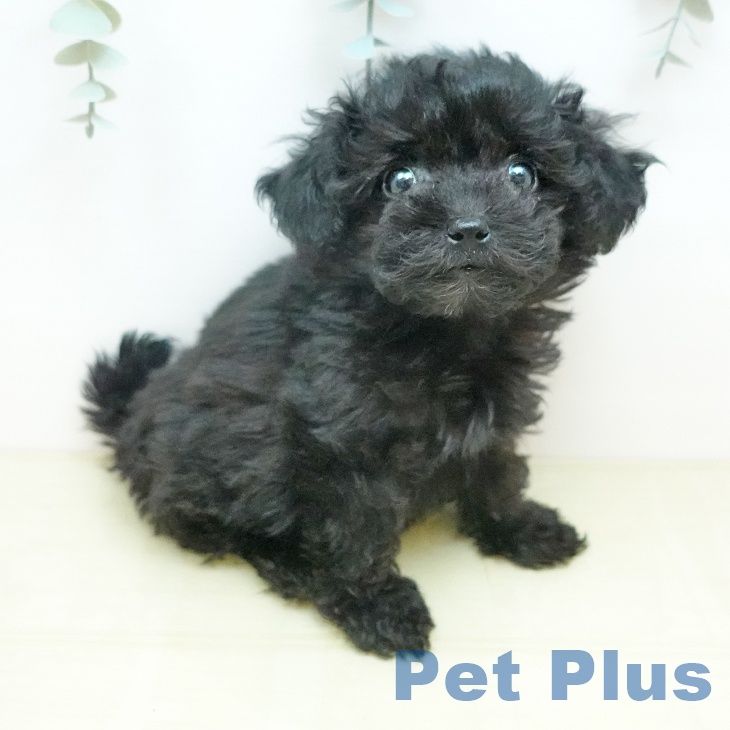 トイ・プードルの写真2