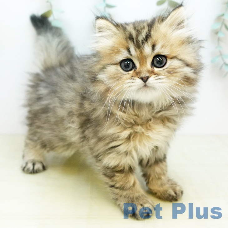 ペルシャの写真1