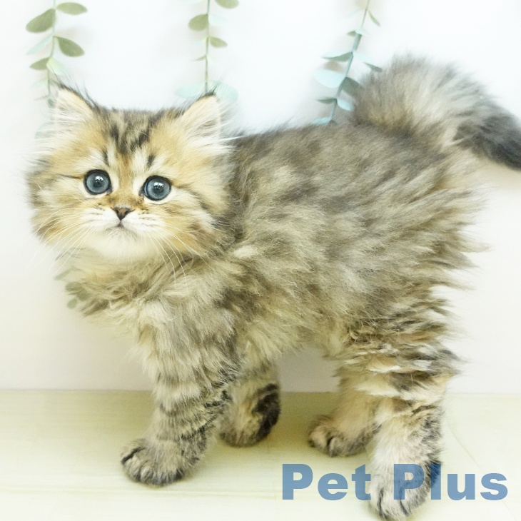 ペルシャの写真2