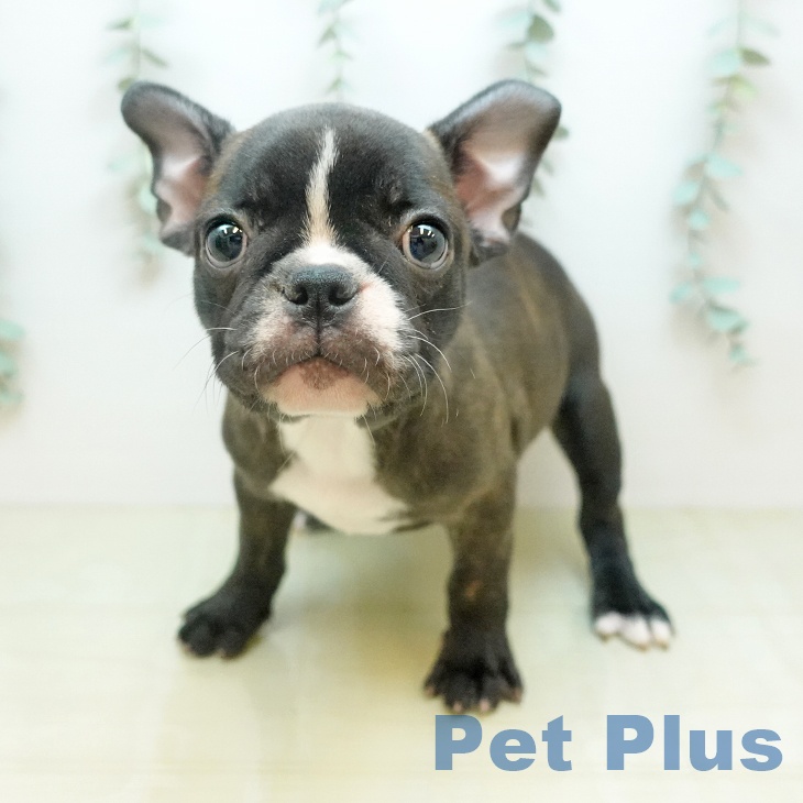 フレンチ・ブルドッグの写真1