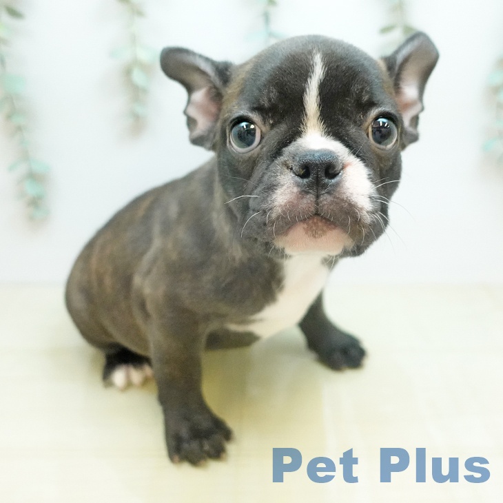 フレンチ・ブルドッグの写真2