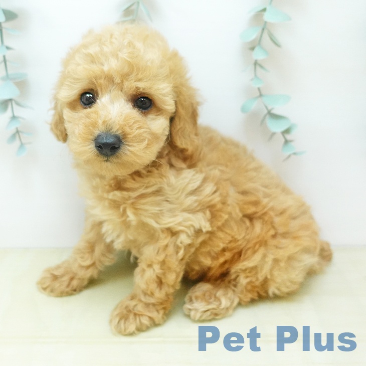 トイ・プードル