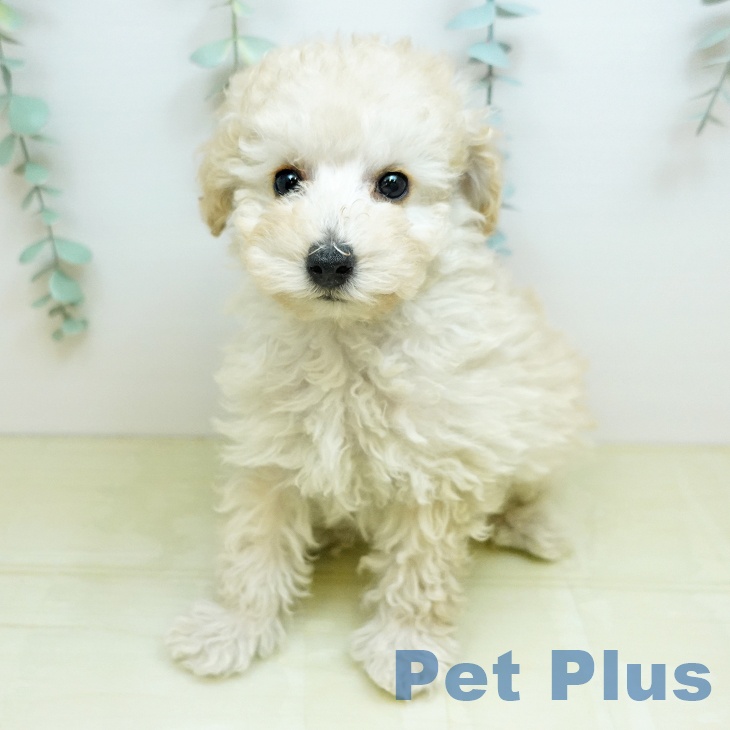 トイ・プードル