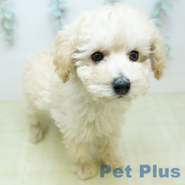 トイ・プードルの写真2