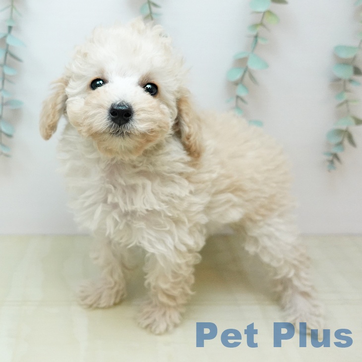 トイ・プードル