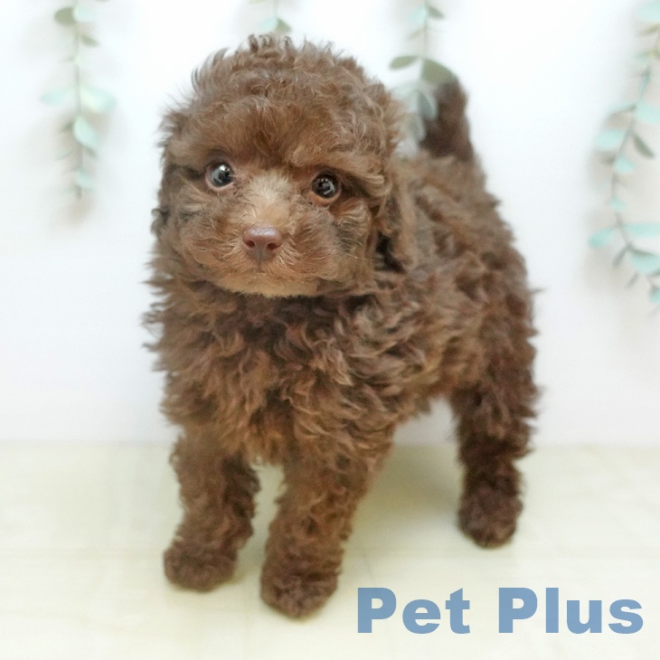 トイ・プードル