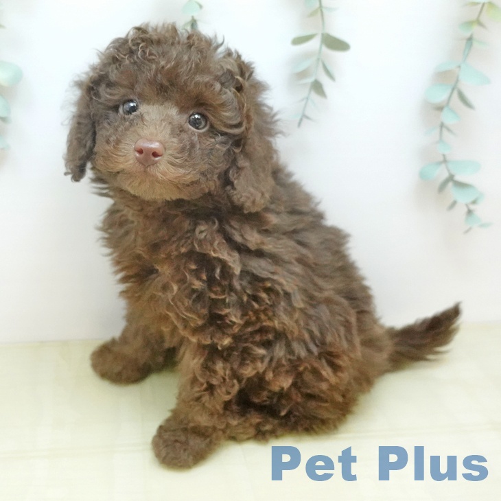 トイ・プードル