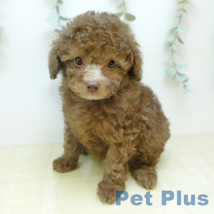 トイ・プードル