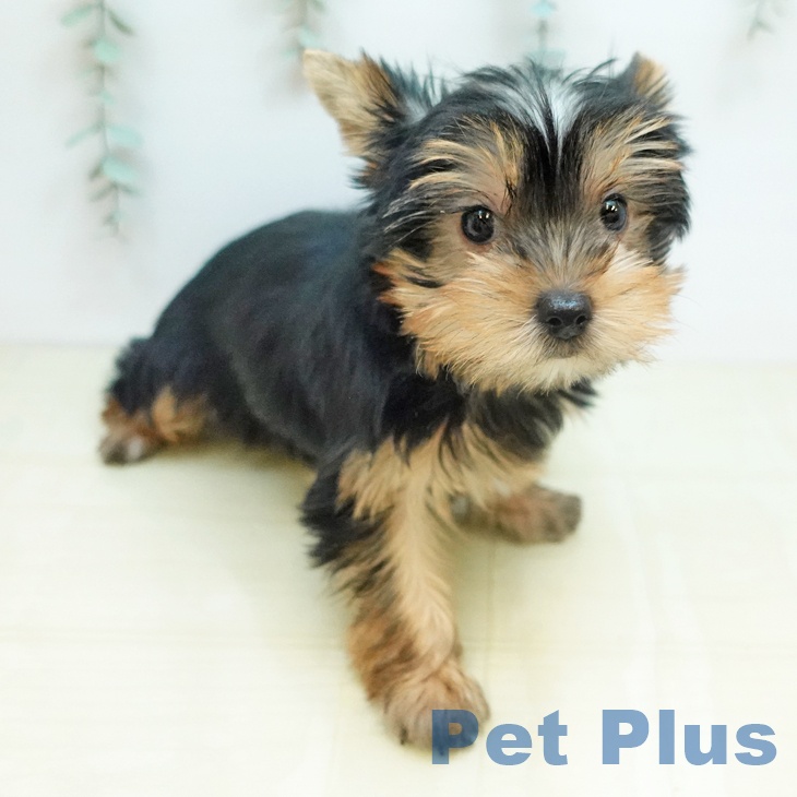 ヨークシャー・テリアの写真2