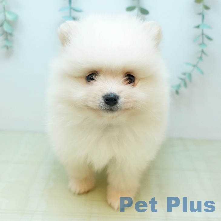 ポメラニアンの写真2