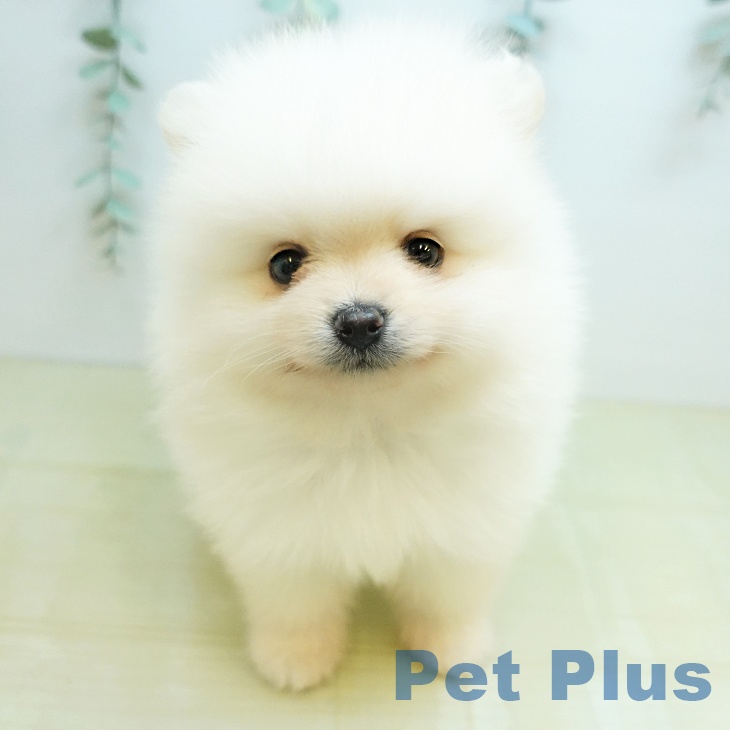 ポメラニアンの写真2