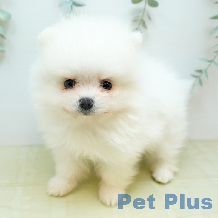 ポメラニアンの写真2
