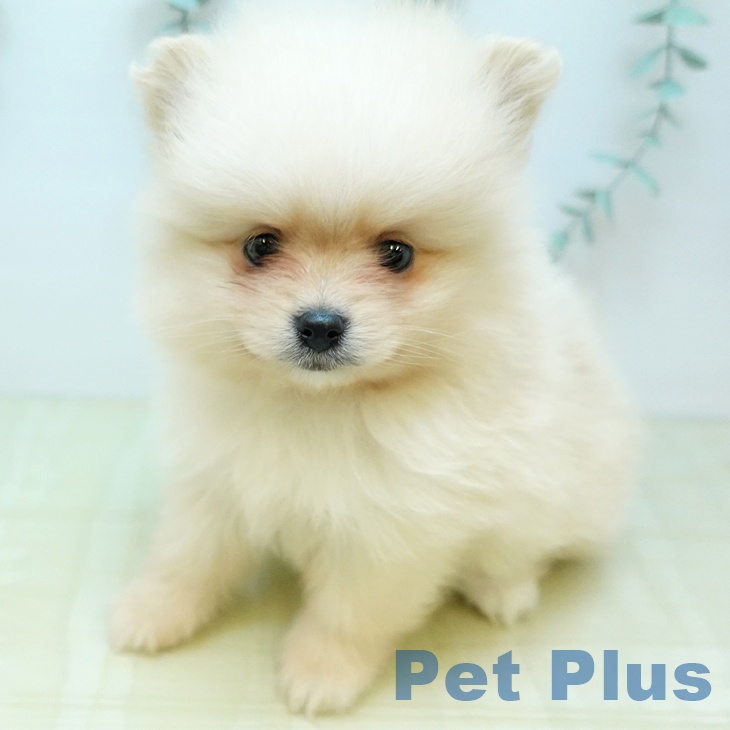 ポメラニアンの写真2