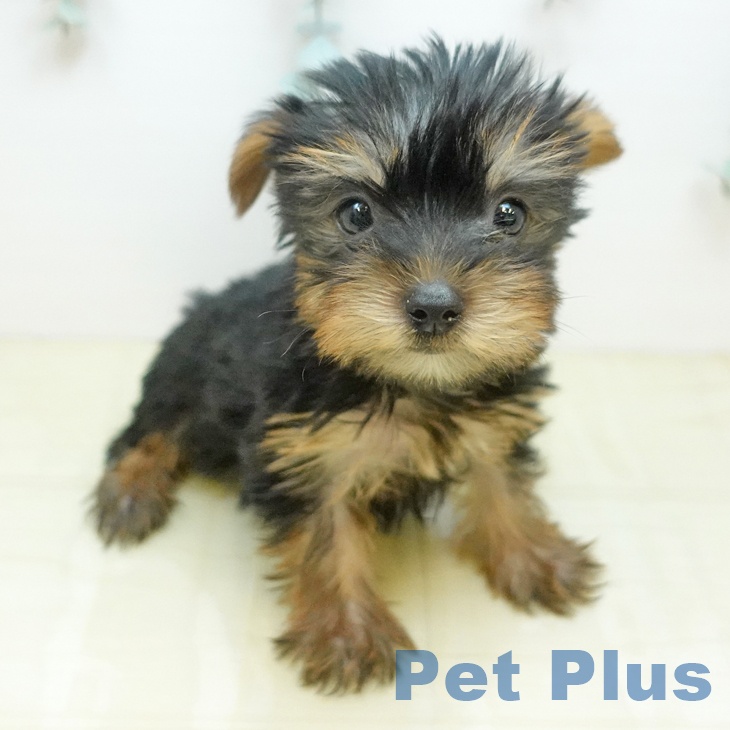 ヨークシャー・テリア