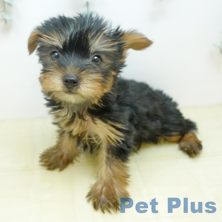 ヨークシャー・テリアの写真2