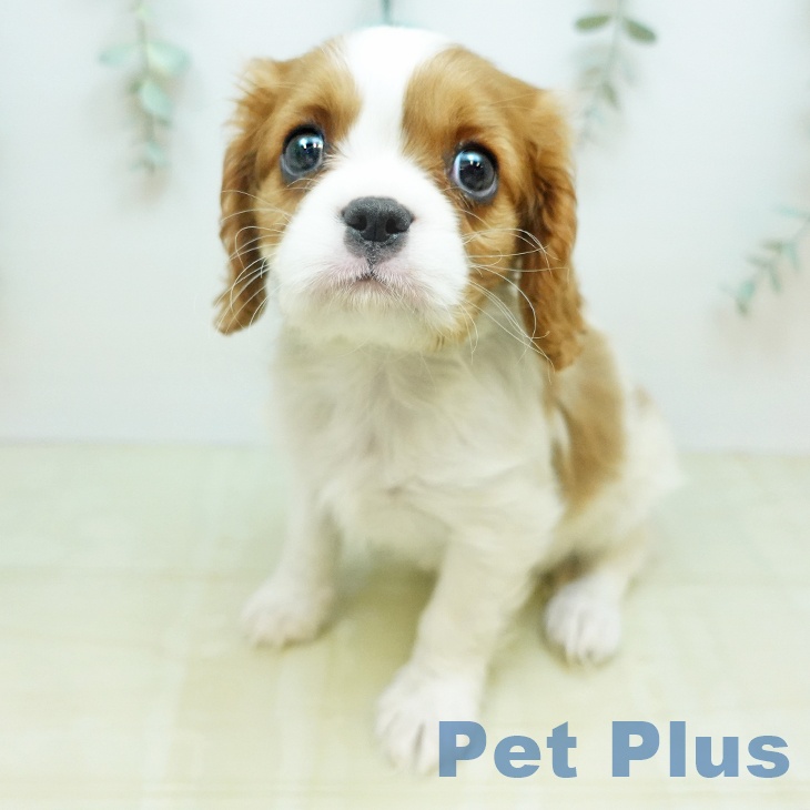 キャバリア・キングチャールズ・スパニエル