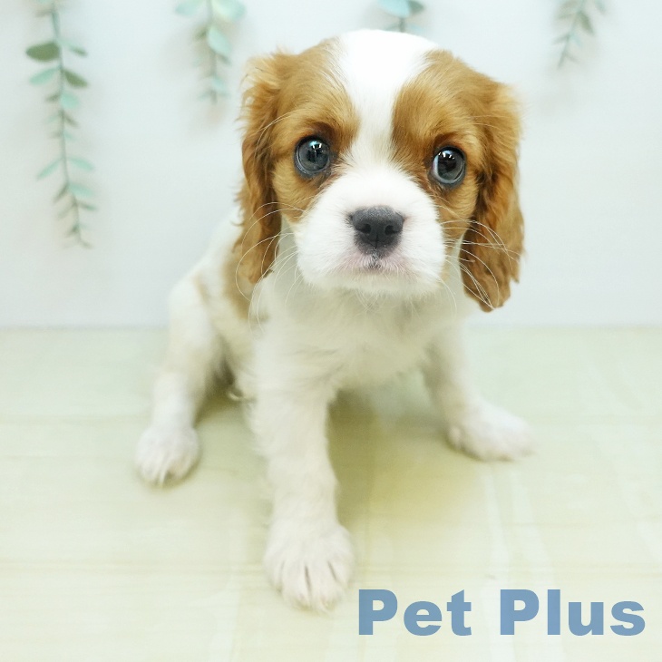 キャバリア・キングチャールズ・スパニエルの写真2