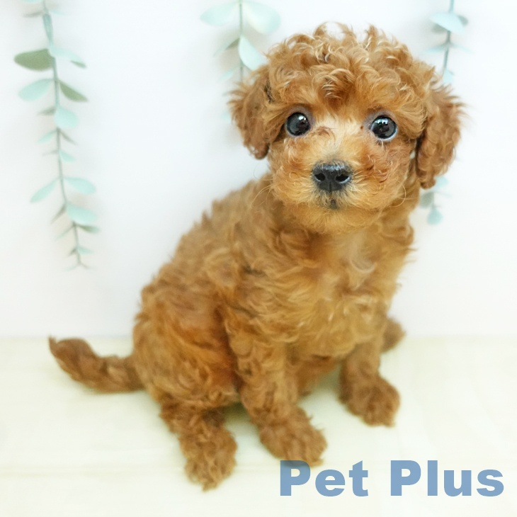 トイ・プードル