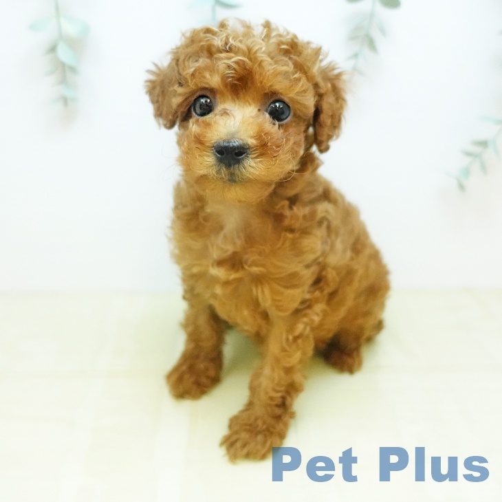 トイ・プードルの写真2