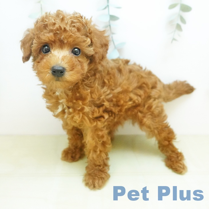 トイ・プードル