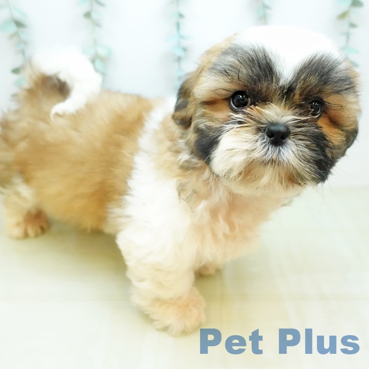 シー・ズーの写真2