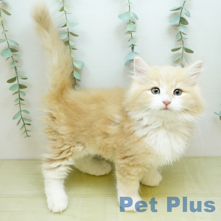 ノルウェージャンフォレストキャット