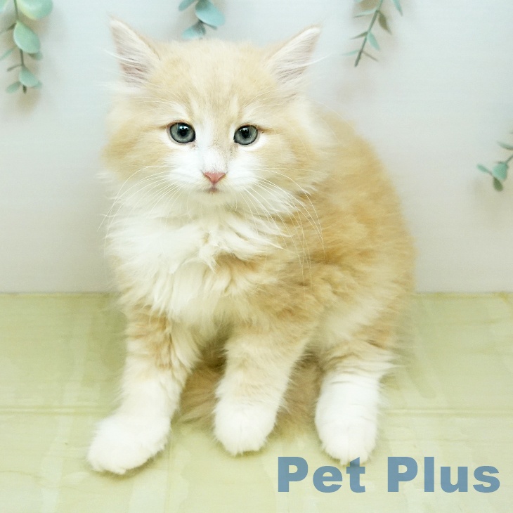 ノルウェージャンフォレストキャットの写真2