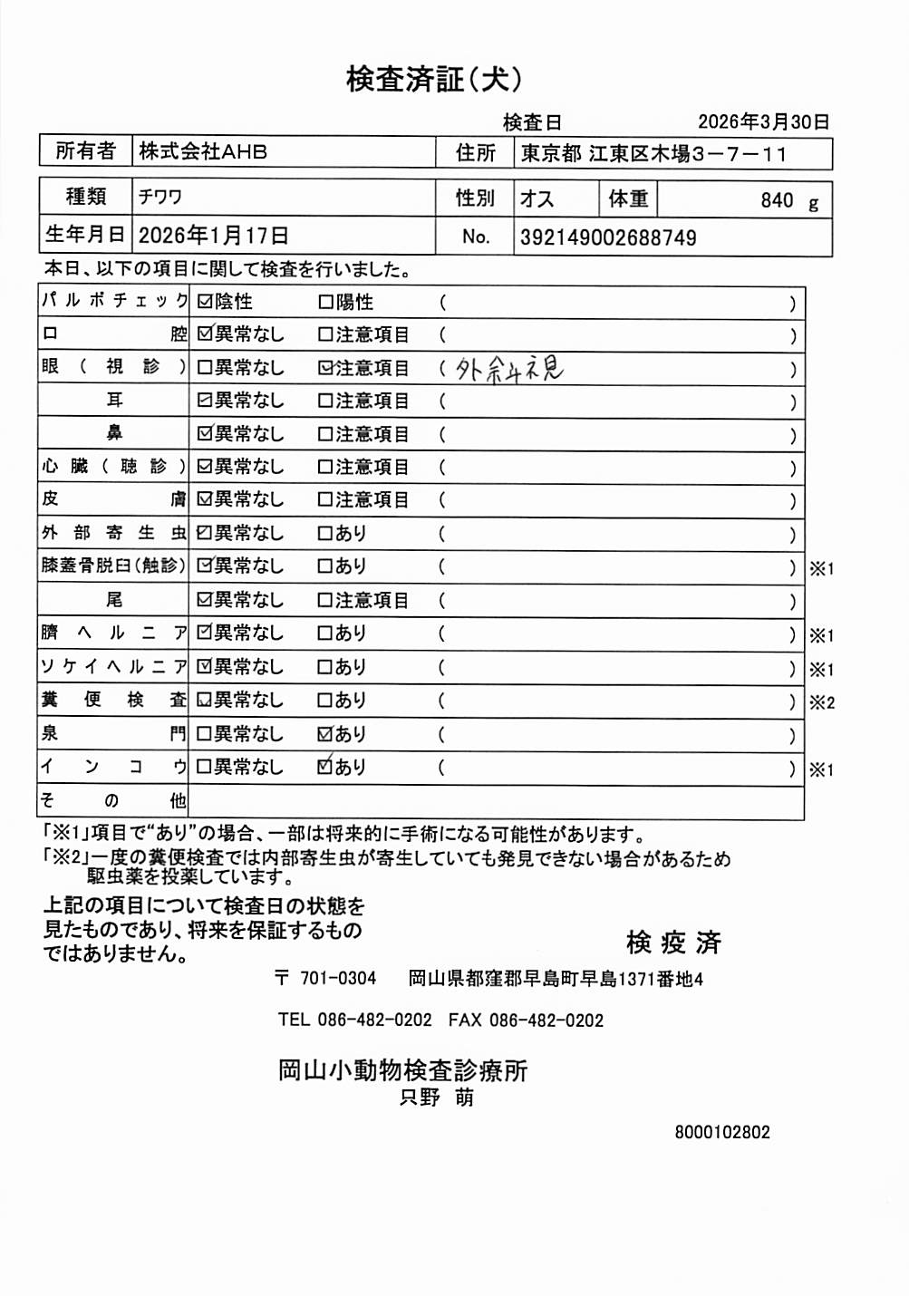 チワワ