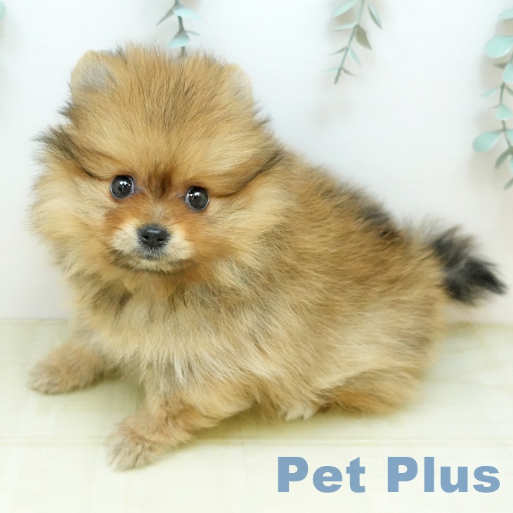 ポメラニアンの写真2