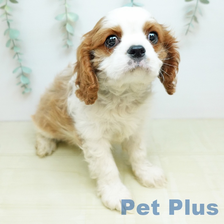 キャバリア・キングチャールズ・スパニエル