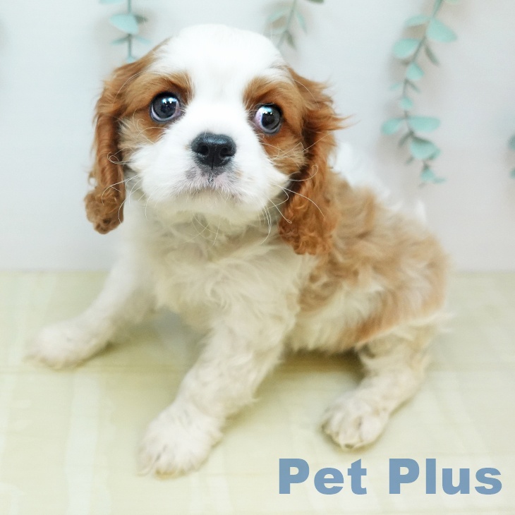 キャバリア・キングチャールズ・スパニエルの写真2