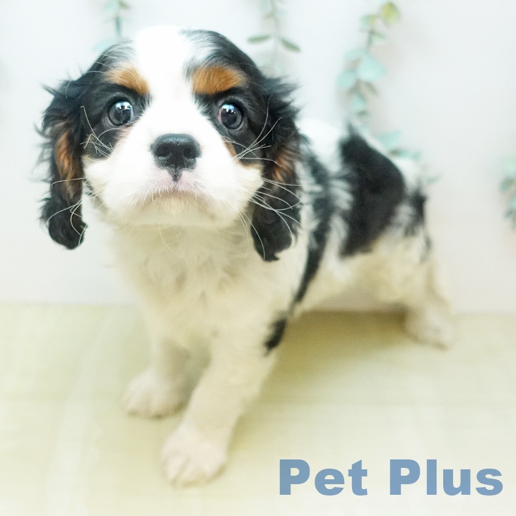 キャバリア・キングチャールズ・スパニエル