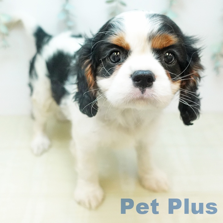 キャバリア・キングチャールズ・スパニエルの写真2