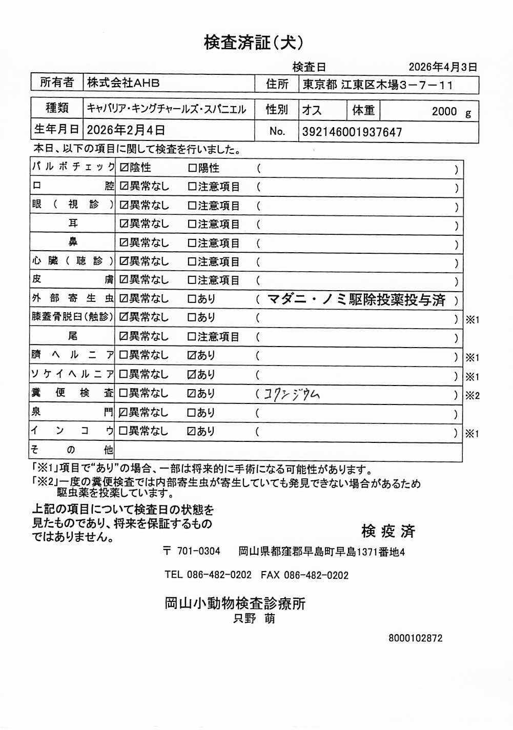 キャバリア・キングチャールズ・スパニエル