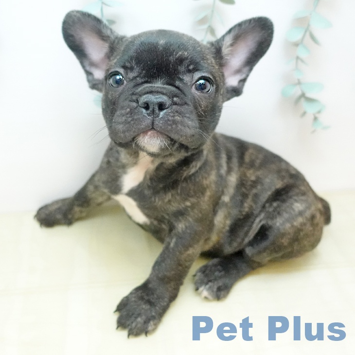 フレンチ・ブルドッグ