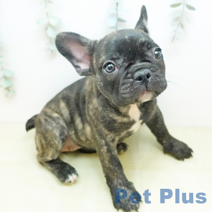 フレンチ・ブルドッグの写真2