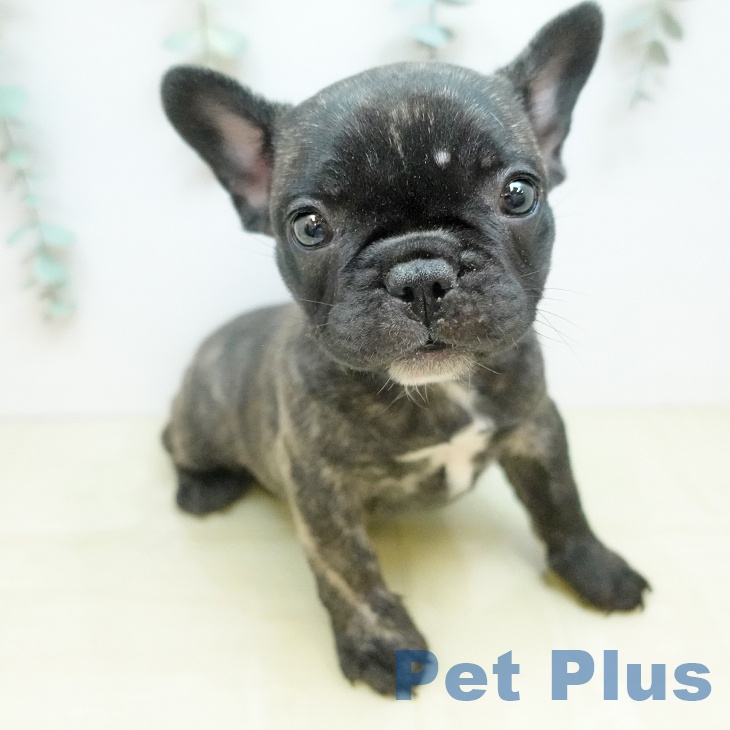 フレンチ・ブルドッグ