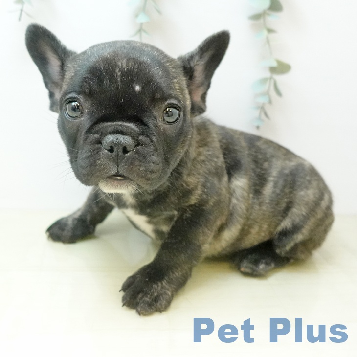 フレンチ・ブルドッグの写真2