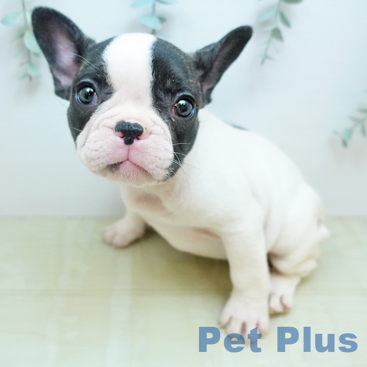 フレンチ・ブルドッグ